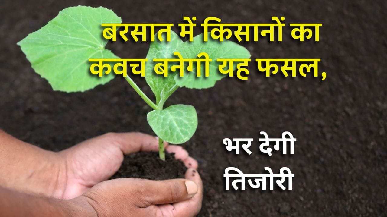 बरसात में सब्जी की खेती