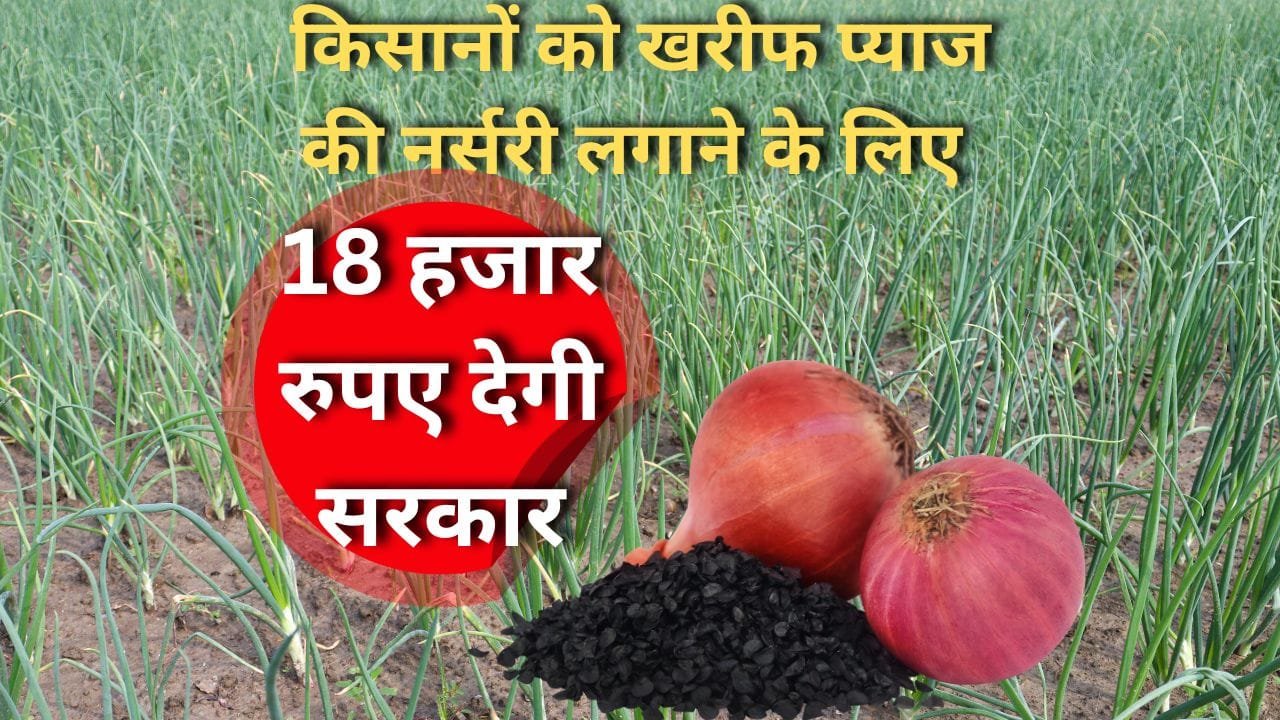 खरीफ प्याज क्षेत्र विस्तार योजना