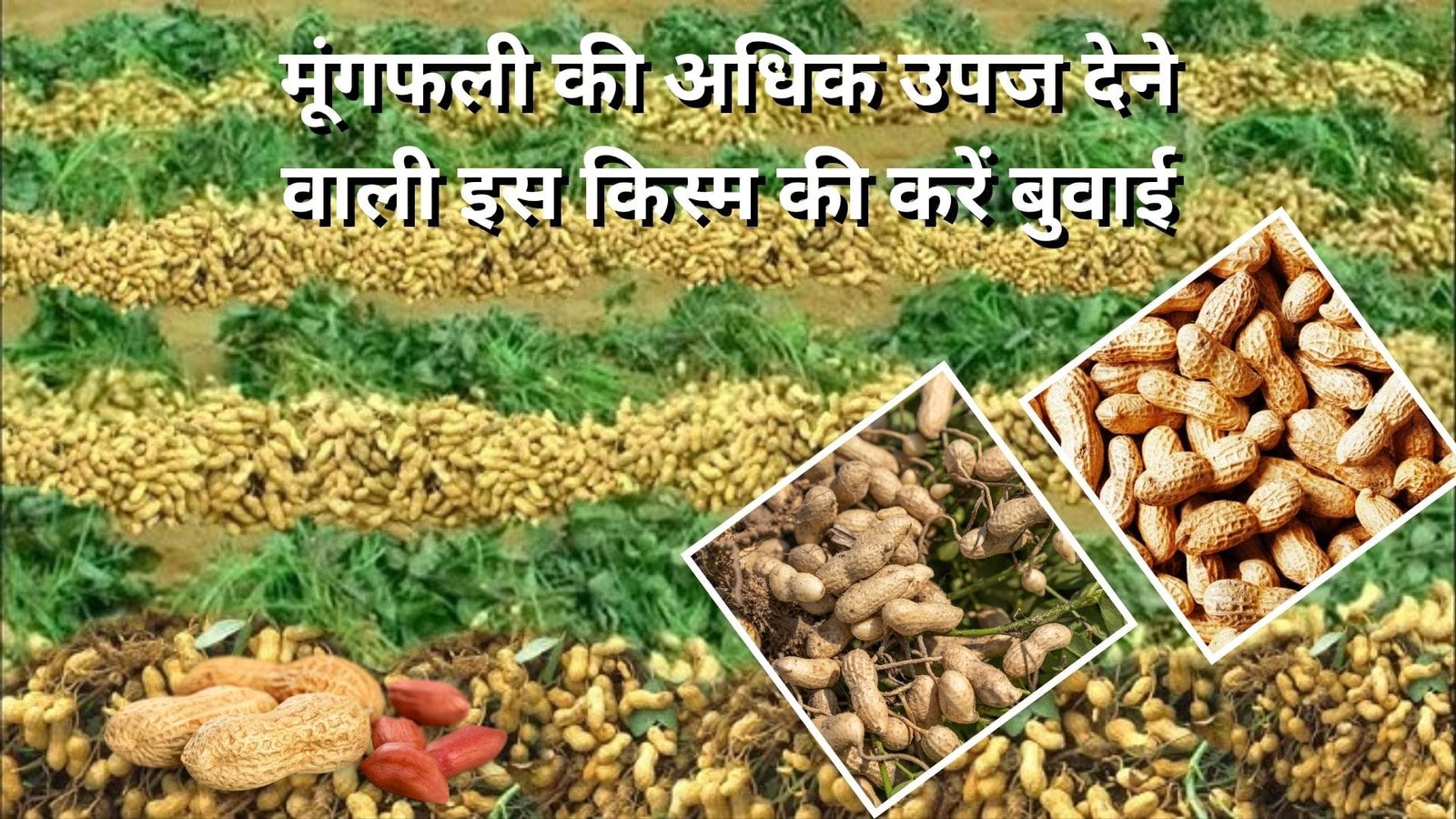 मूंगफली की अधिक उपज देने वाली इस किस्म की करें बुवाई, खेती से अंधाधुन होगी कमाई, जाने नाम