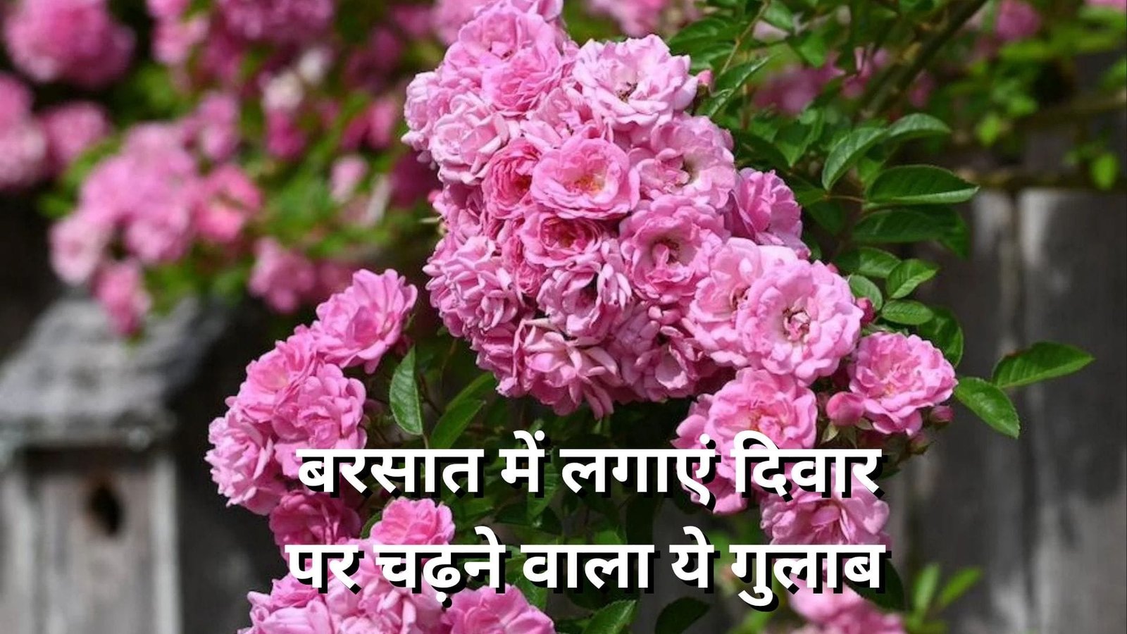 Gardening Tips: बरसात में लगाएं दिवार पर चढ़ने वाला ये गुलाब, परफ्यूम सी खुशबू से महक उठेगा पूरा घर, जाने नाम