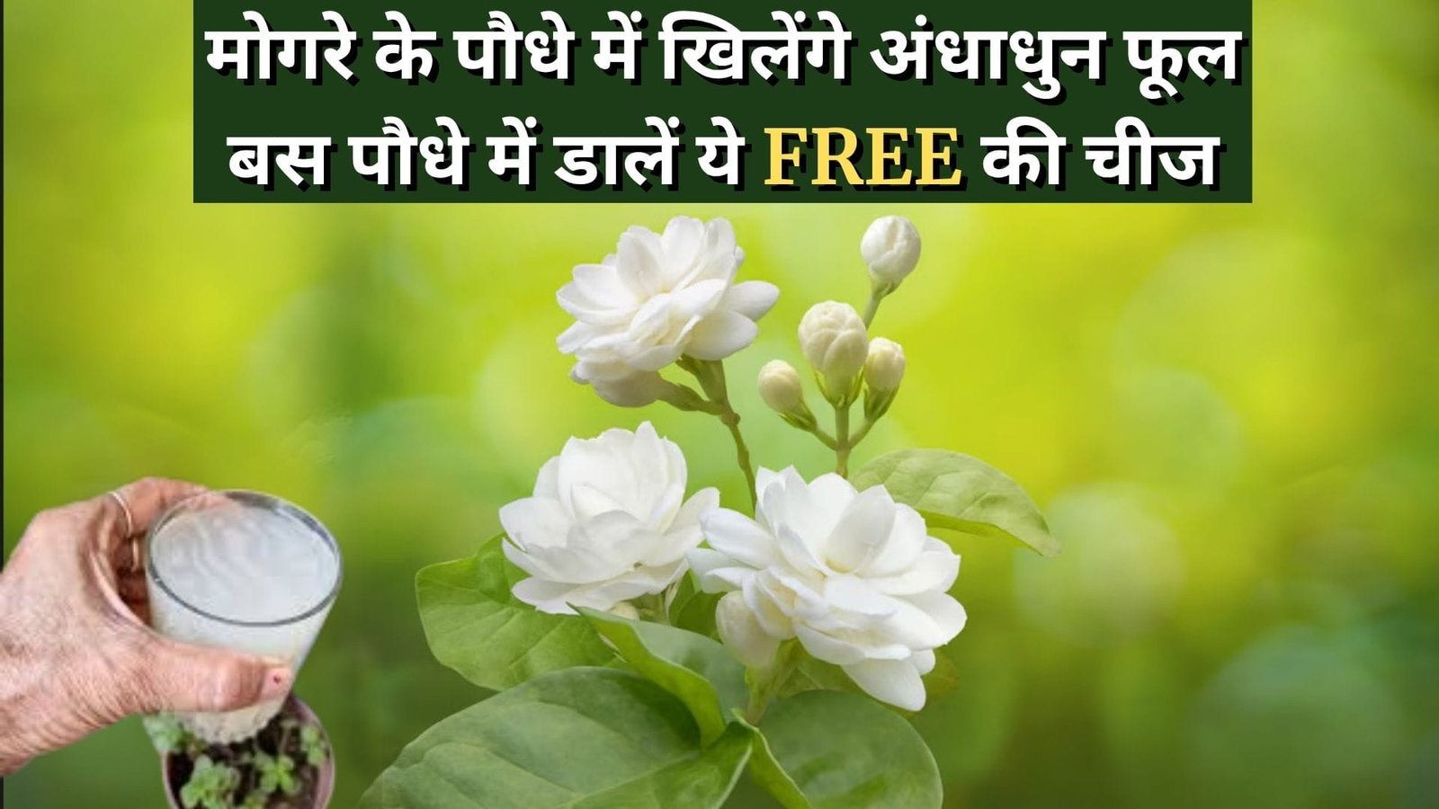 Gardening Tips: मोगरे के पौधे में खिलेंगे अंधाधुन फूल, बस पौधे में डालें ये FREE की चीज चमचमाते फूलों और कलियों से भर जायेगा पौधा