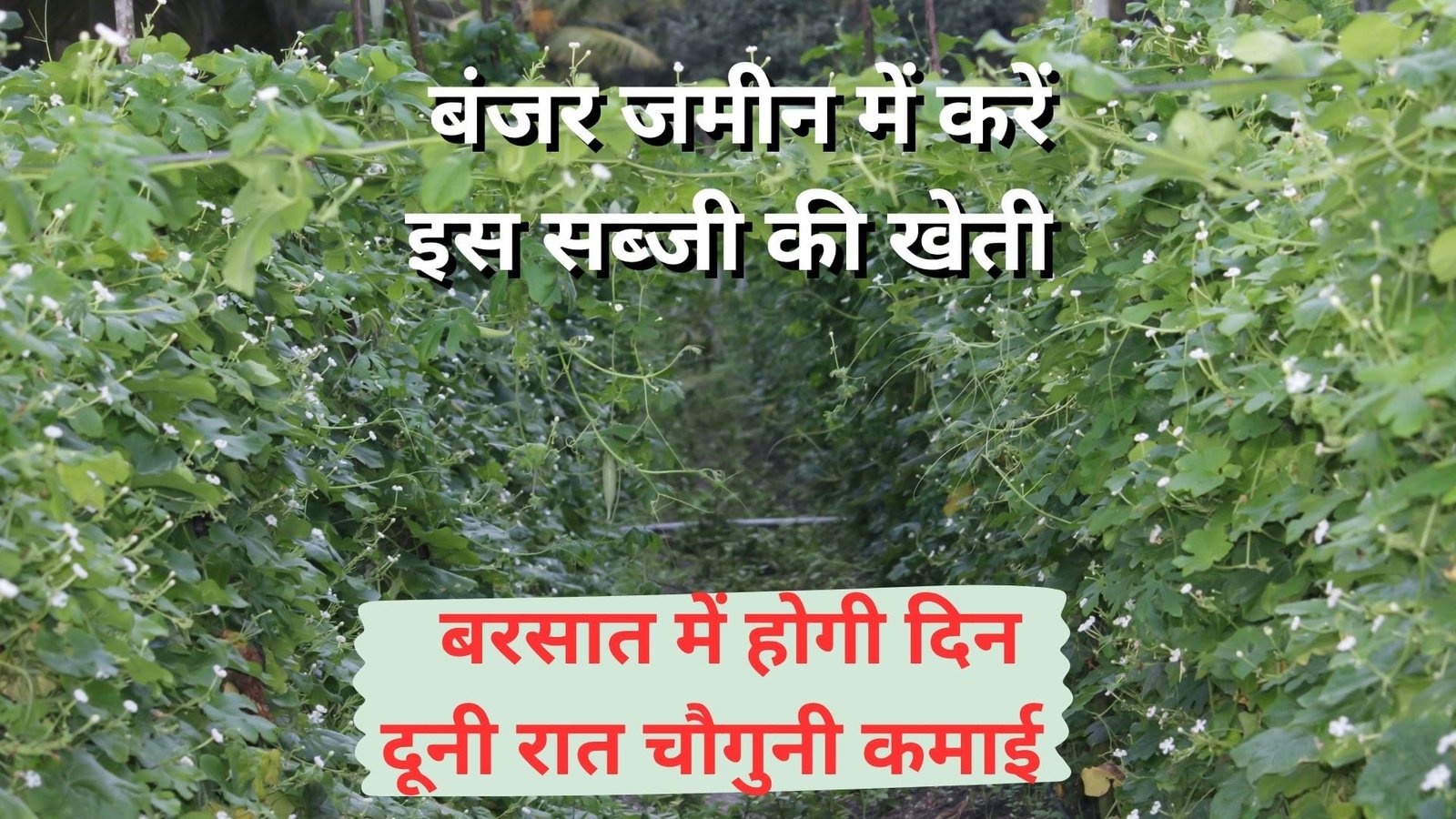 बंजर जमीन में करें इस सब्जी की खेती, बरसात में होगी दिन दूनी रात चौगुनी कमाई खेती से आएंगे 3 लाख रूपए, जाने नाम