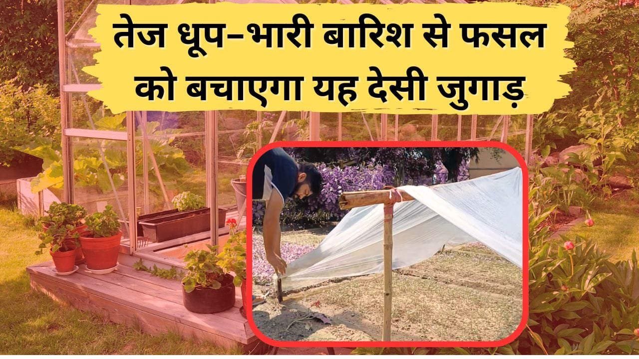 तेज धूप और बारिश से फसल को बचाने का जुगाड़