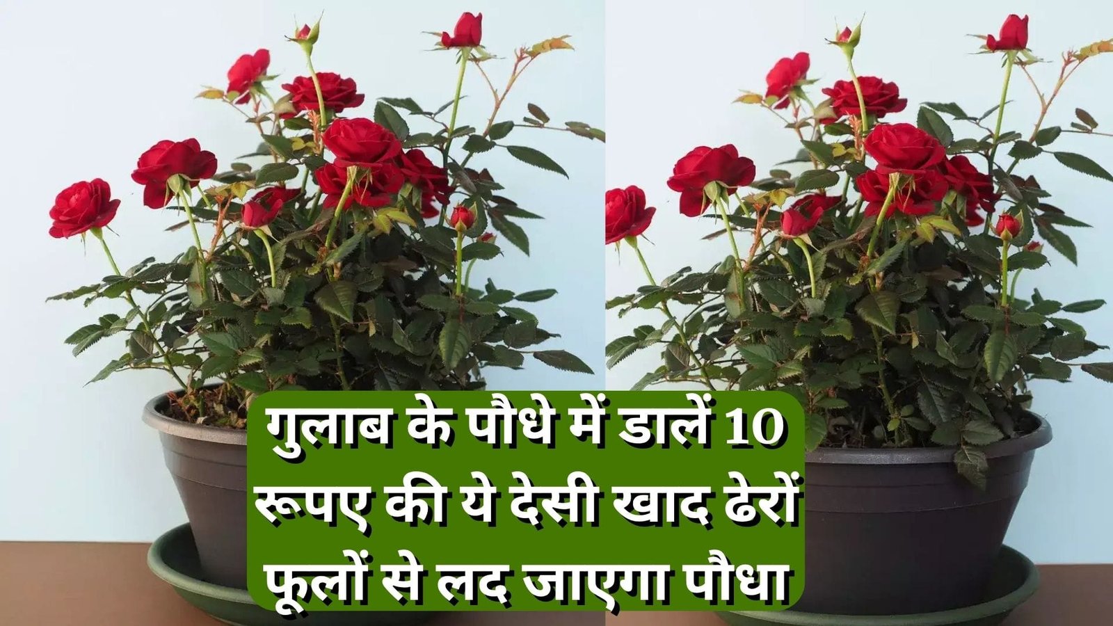 Gardening tips: गुलाब के पौधे में डालें 10 रूपए की ये देसी खाद, ढेरों कलियों और फूलों से लद जाएगा पौधा, जानिए नाम