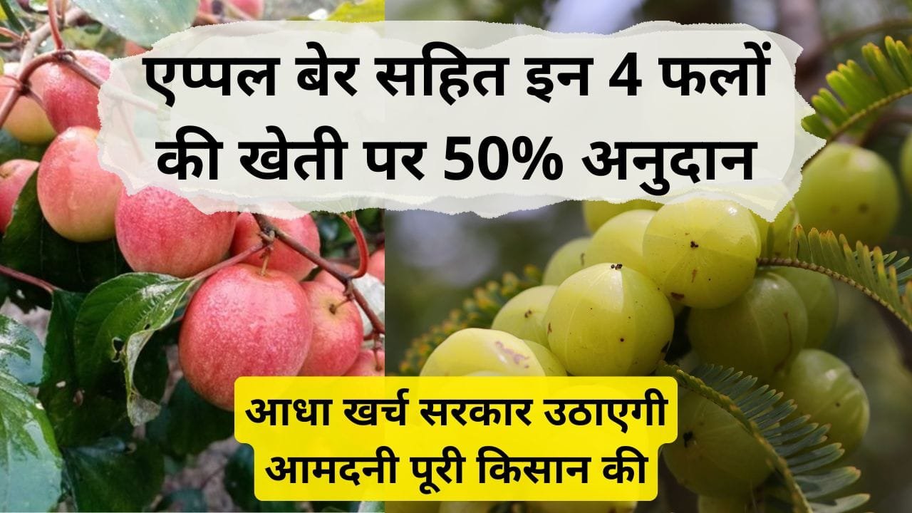 बागवानी पर 50% अनुदान दे रही सरकार