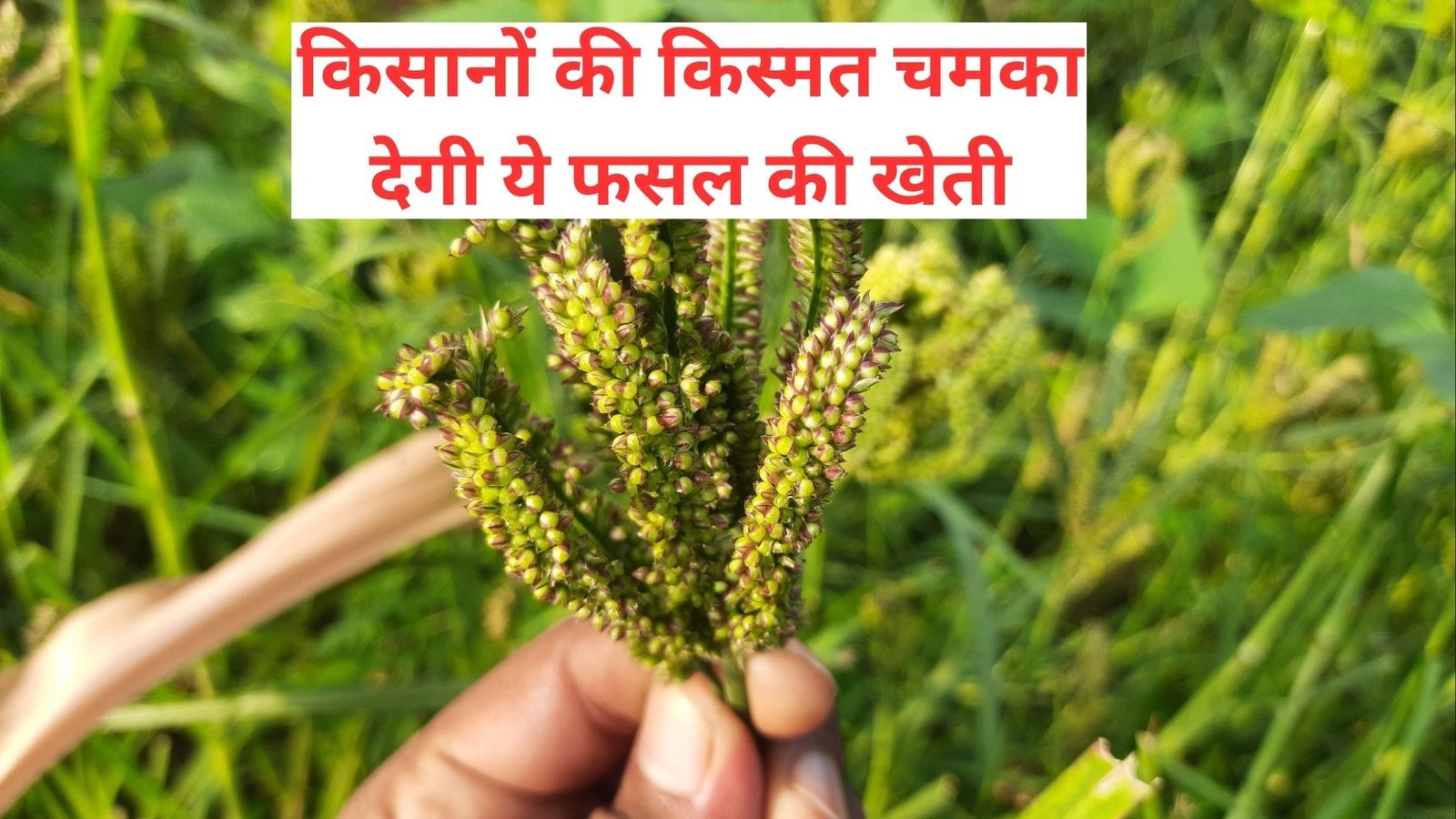 किसानों की किस्मत चमका देगी ये फसल की खेती, मार्केट में है खूब डिमांड खेती से धनवान होंगे किसान, जाने नाम