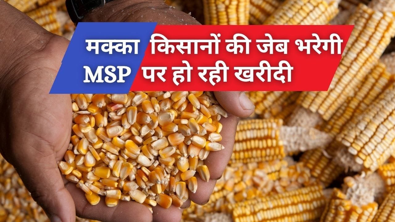 मक्का की बिक्री MSP पर