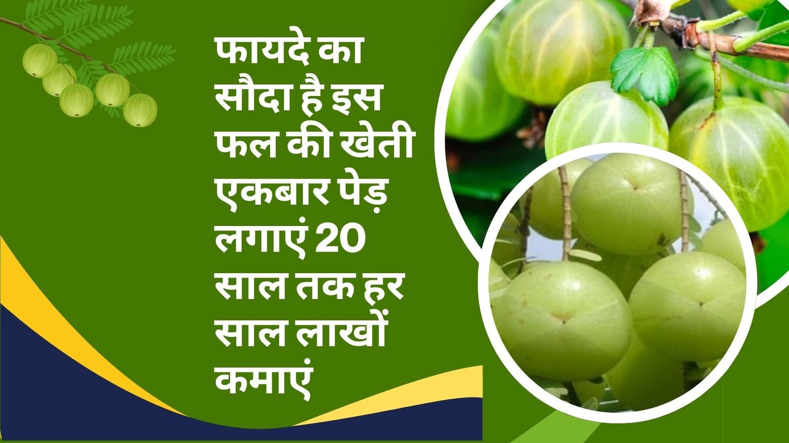 फायदे का सौदा है इस फल की खेती, एकबार पेड़ लगाएं 20 साल तक हर साल लाखों कमाएं मार्केट में है खूब डिमांड, जाने नाम