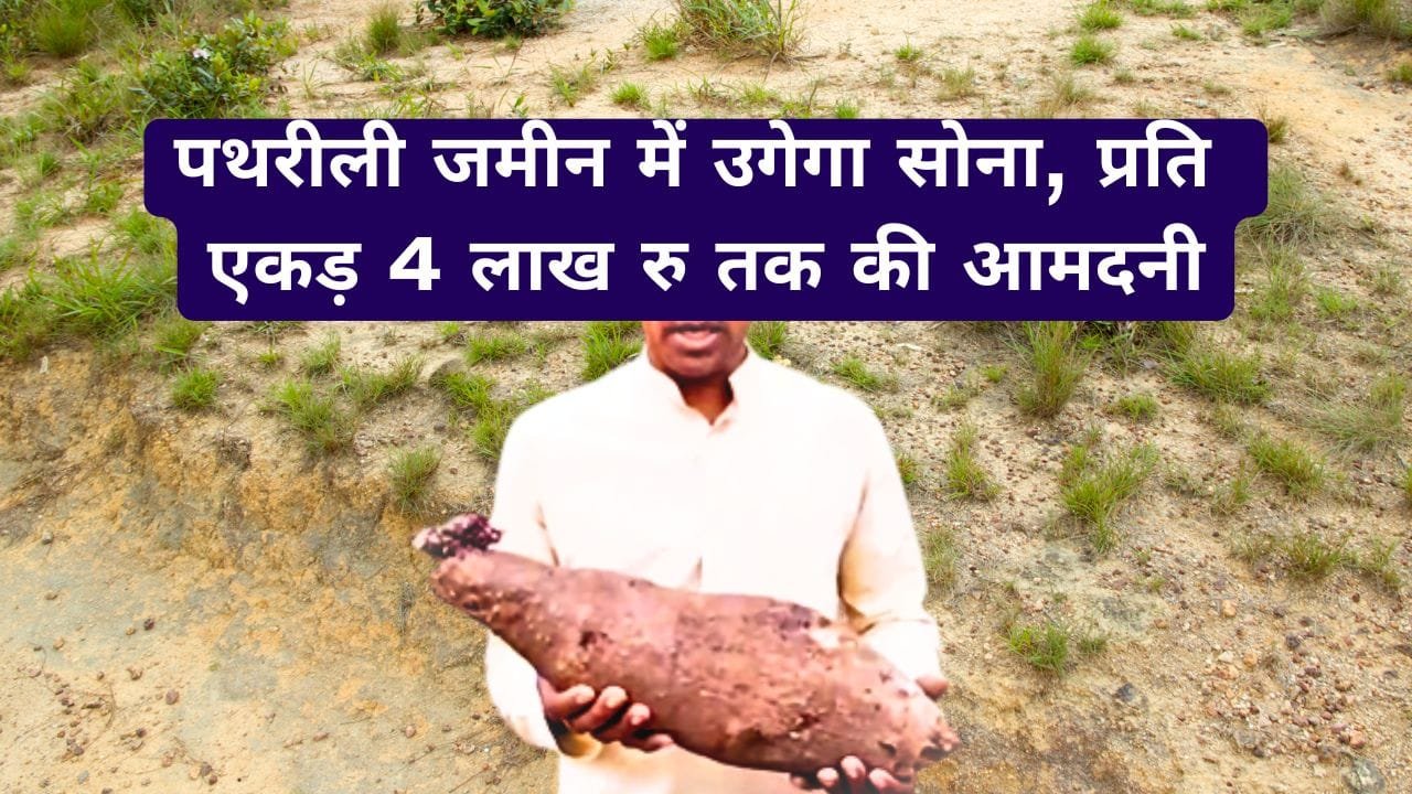 पथरीली जमीन