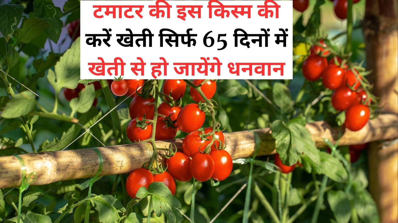टमाटर की इस किस्म की करें खेती, मार्केट में है बहुत डिमांड सिर्फ 65 दिनों में खेती से हो जायेंगे धनवान खेती से छपेगा तगड़ा पैसा, जाने नाम