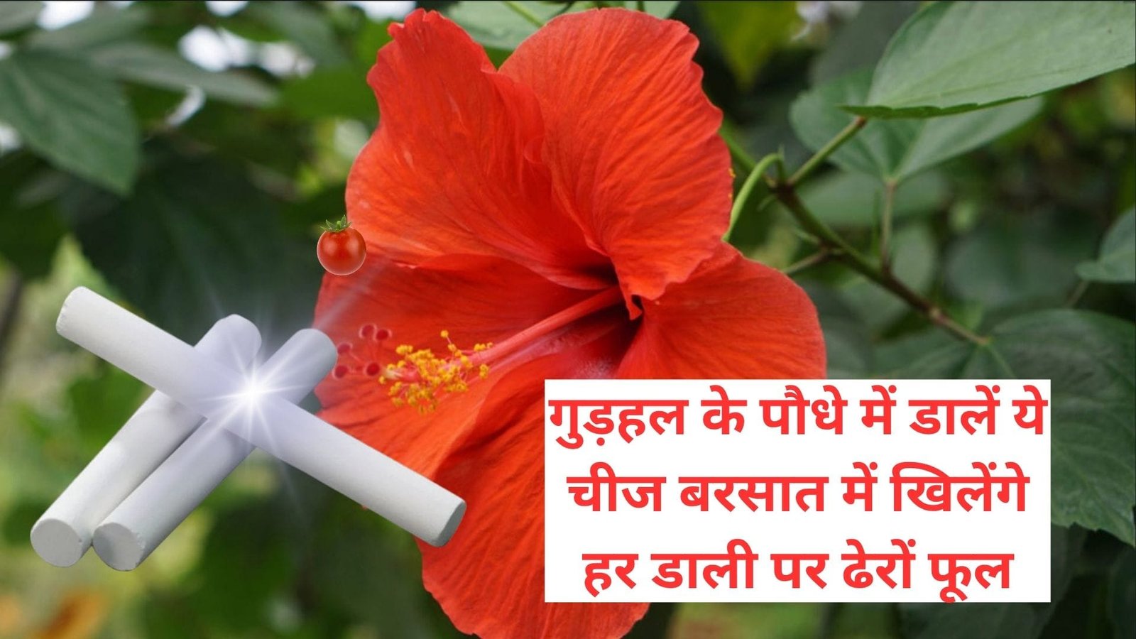 Gardening tips: गुड़हल के पौधे में डालें एक चम्मच ये सफेद पाउडर, बरसात में खिलेंगे हर डाली पर अनगिनत फूल, जाने नाम