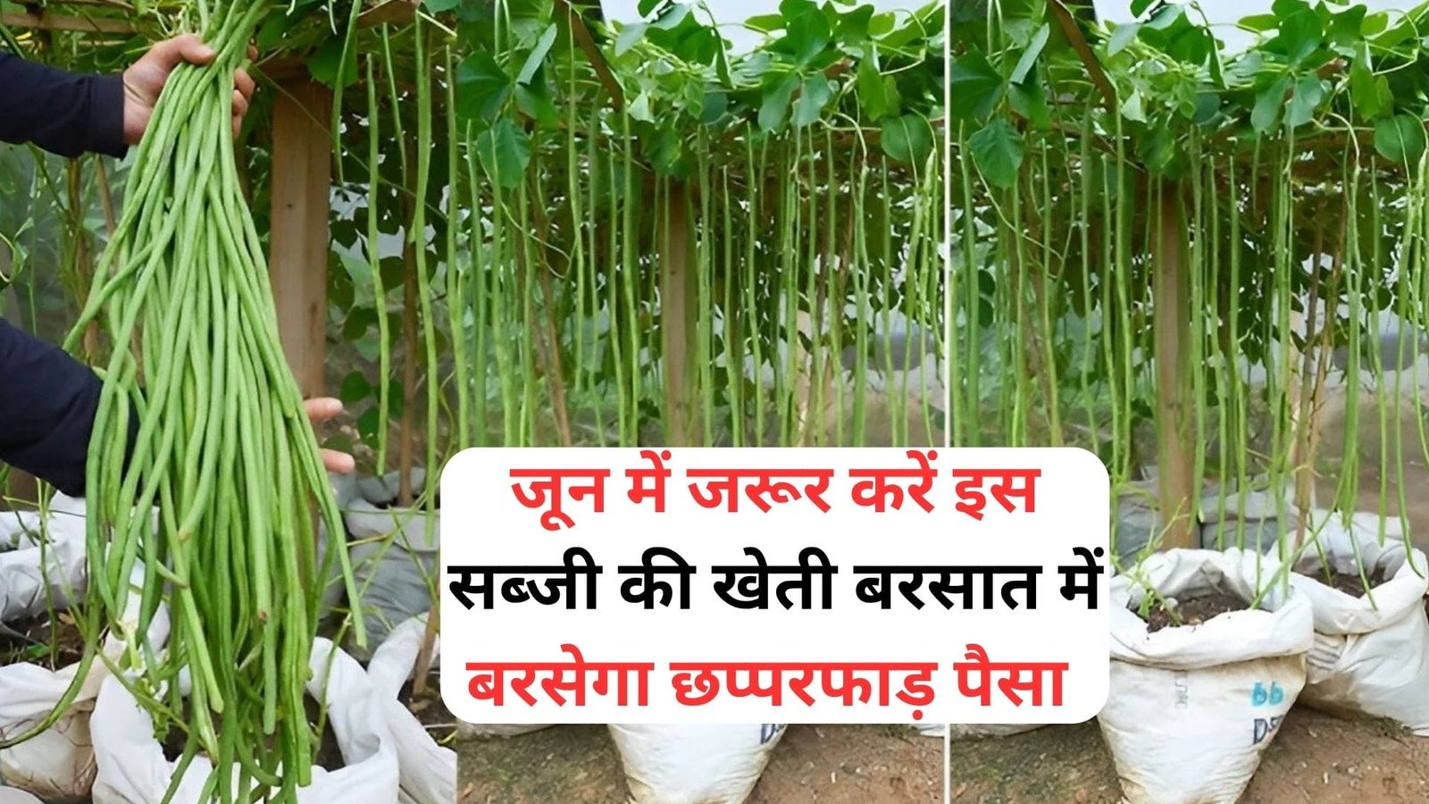 जून में जरूर करें इस सब्जी की खेती, बरसात में बरसेगा छप्परफाड़ पैसा मार्केट में है बहुत डिमांड खेती से आएंगे लाखों रूपए, जाने नाम