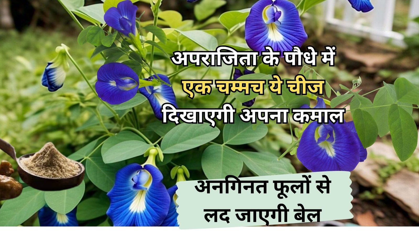 Gardening tips: अपराजिता के पौधे में सिर्फ एक चम्मच ये चीज दिखाएगी अपना कमाल, अनगिनत फूलों से लद जाएगी बेल, जाने नाम