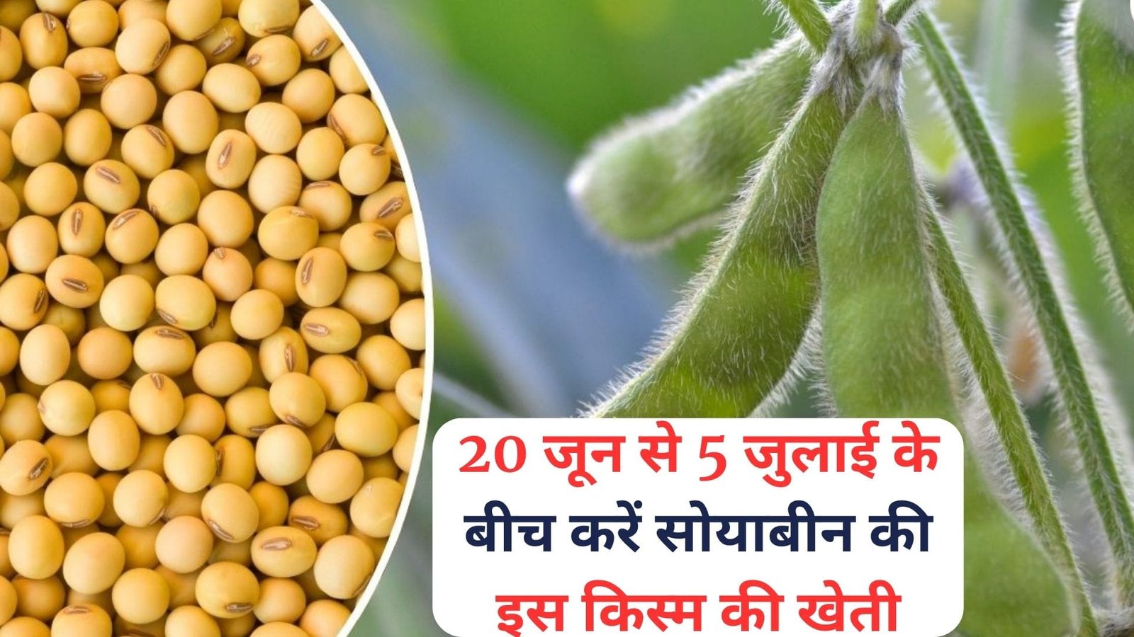 20 जून से 5 जुलाई के बीच करें सोयाबीन की इस किस्म की खेती, कम लागत में देगी बंपर पैदावार बंपर उपज से भर जायेंगे गोदाम, जाने नाम