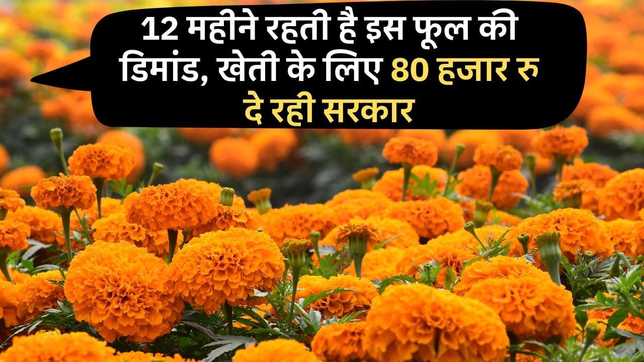 गेंदा फूल पर अनुदान