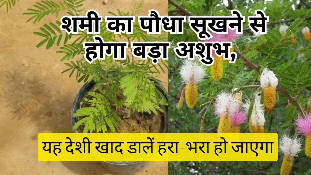 शमी के लिए खाद