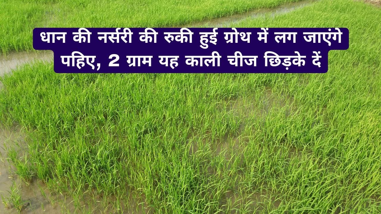 धान नर्सरी की ग्रोथ बढ़ाने के लिए उपाय
