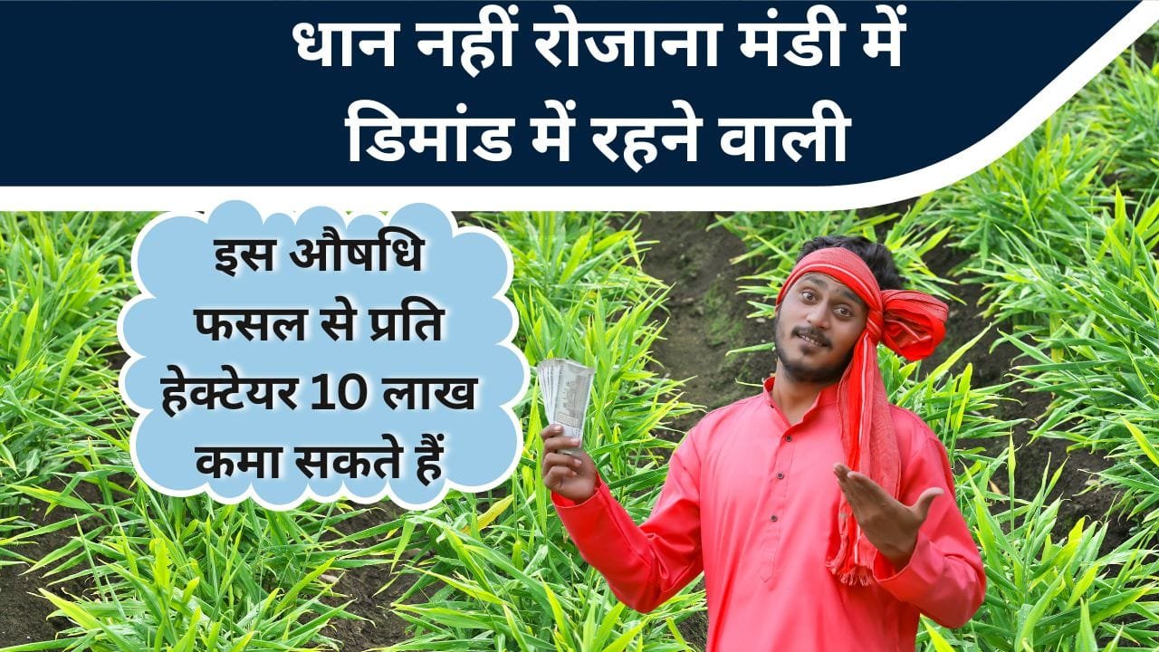 अदरक की खेती