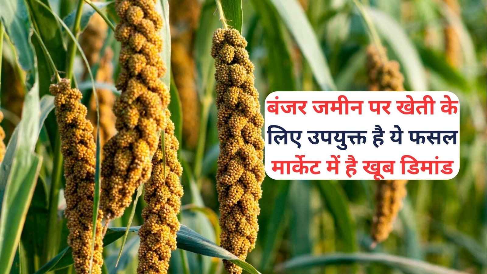 बंजर जमीन पर खेती के लिए उपयुक्त है ये फसल, मार्केट में है खूब डिमांड खेती से मालामाल हो जायेंगे किसान, जाने नाम