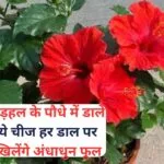 Gardening tips: गुड़हल के पौधे में डालें ये चमत्कारी चीज, हर डाल पर खिलेंगे अंधाधुन फूल माली ने स्वयं इस्तेमाल करके दिखाया कमाल, जाने नाम