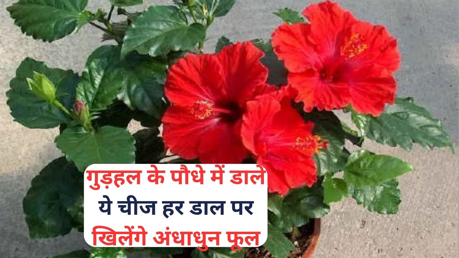 Gardening tips: गुड़हल के पौधे में डालें ये चमत्कारी चीज, हर डाल पर खिलेंगे अंधाधुन फूल माली ने स्वयं इस्तेमाल करके दिखाया कमाल, जाने नाम