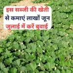 इस सब्जी की खेती से कमाएं लाखों रूपए, जून-जुलाई में करें बुवाई जमकर बरसेगा पैसा मार्केट में है खूब डिमांड, जाने नाम