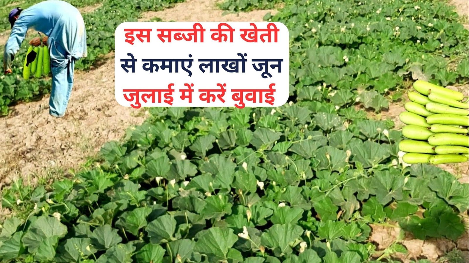इस सब्जी की खेती से कमाएं लाखों रूपए, जून-जुलाई में करें बुवाई जमकर बरसेगा पैसा मार्केट में है खूब डिमांड, जाने नाम