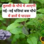 Gardening Tips: तुलसी के पौधे में आएगी नई-नई पत्तियां, बस पौधे में डालें ये पाउडर सूखा पौधा भी बरसात में हो जाएगा हरा भरा, जाने नाम