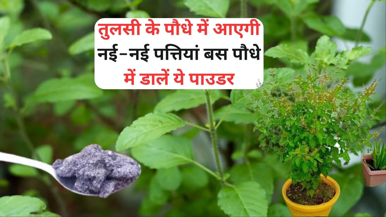 Gardening Tips: तुलसी के पौधे में आएगी नई-नई पत्तियां, बस पौधे में डालें ये पाउडर सूखा पौधा भी बरसात में हो जाएगा हरा भरा, जाने नाम