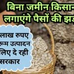 मशरूम उत्पादन में सब्सिडी