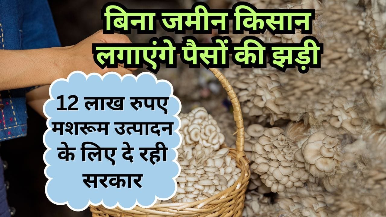 मशरूम उत्पादन में सब्सिडी