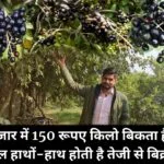 बाजार में 150 रूपए किलो बिकता है ये फल, हाथों-हाथ होती है तेजी से बिक्री मीठा मुनाफा देख उड़ जायेंगे होश, जाने नाम