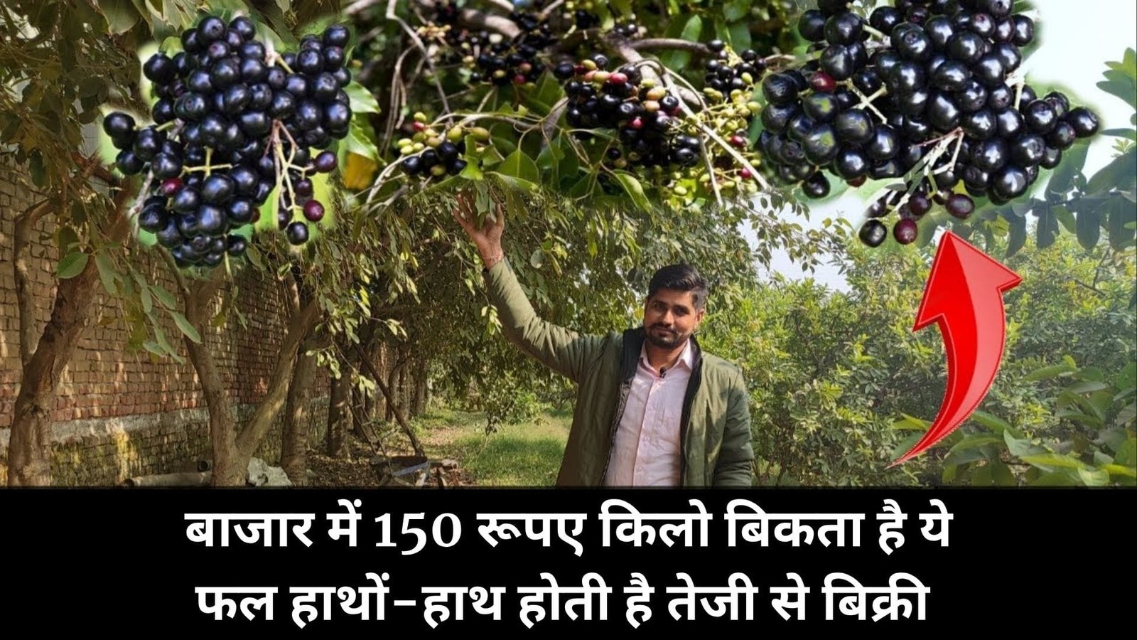 बाजार में 150 रूपए किलो बिकता है ये फल, हाथों-हाथ होती है तेजी से बिक्री मीठा मुनाफा देख उड़ जायेंगे होश, जाने नाम