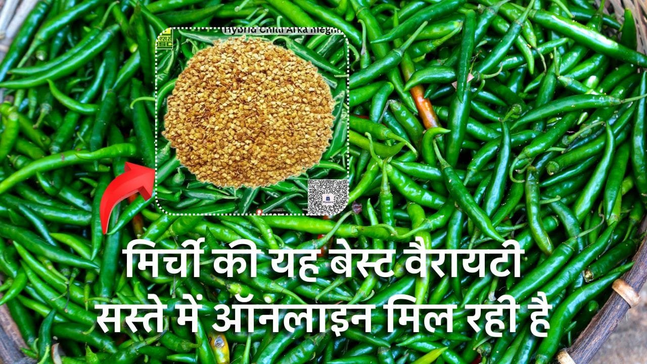 हाइब्रिड मिर्च की अर्का मेघना किस्म