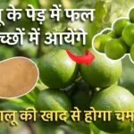 नींबू की देखभाल