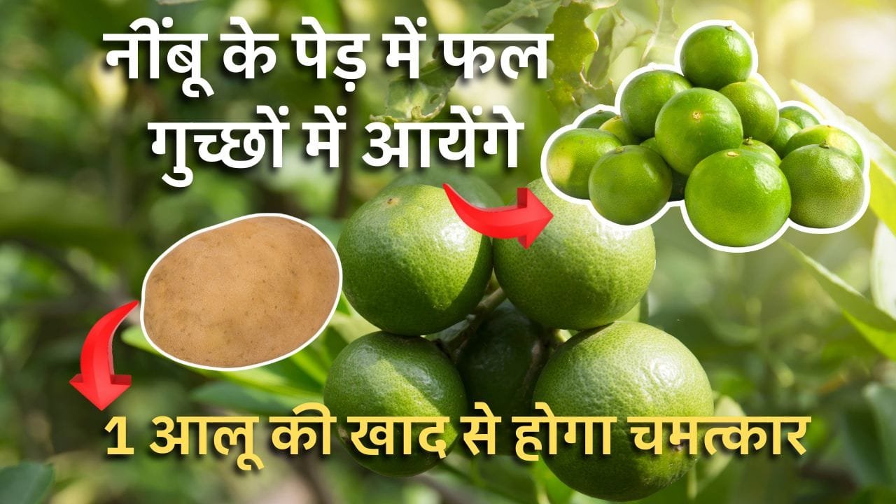 नींबू की देखभाल