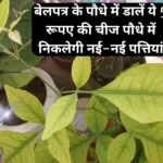 Gardening tips: बेलपत्र के पौधे में डालें ये 5 रूपए की चीज, पौधे में निकलेगी नई-नई पत्तियां साबुत पत्तियों से हरा भरा होगा पौधा, जाने नाम
