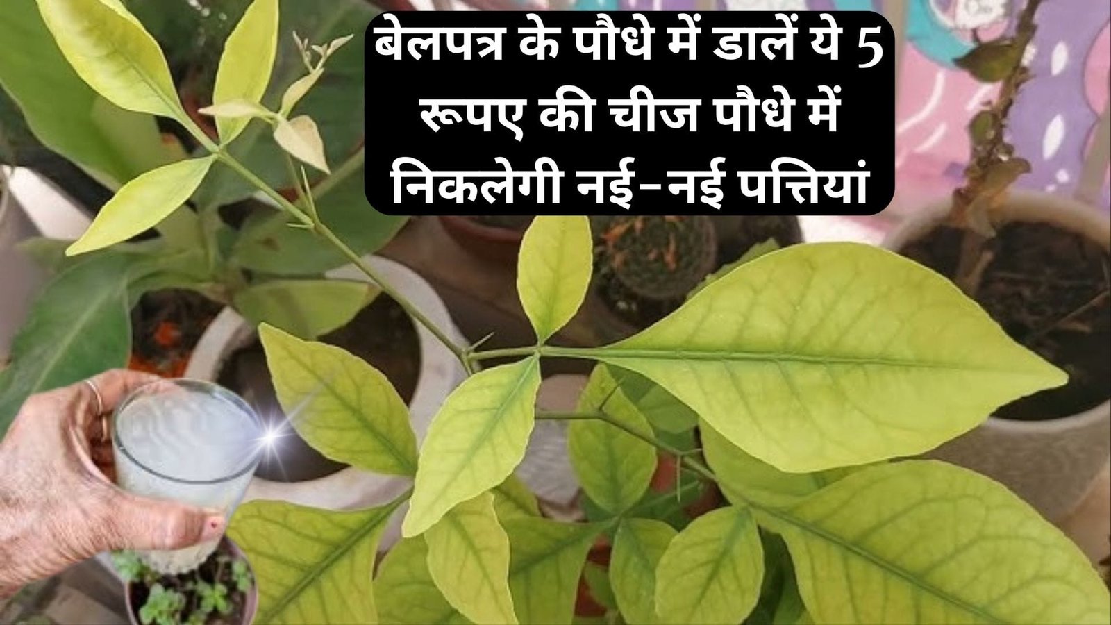 Gardening tips: बेलपत्र के पौधे में डालें ये 5 रूपए की चीज, पौधे में निकलेगी नई-नई पत्तियां साबुत पत्तियों से हरा भरा होगा पौधा, जाने नाम