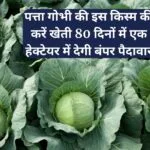 पत्ता गोभी की इस किस्म की करें खेती, 80 दिनों में होगी तैयार एक हेक्टेयर में देगी बंपर पैदावार खेती से आएंगे लाखों रूपए, जाने नाम