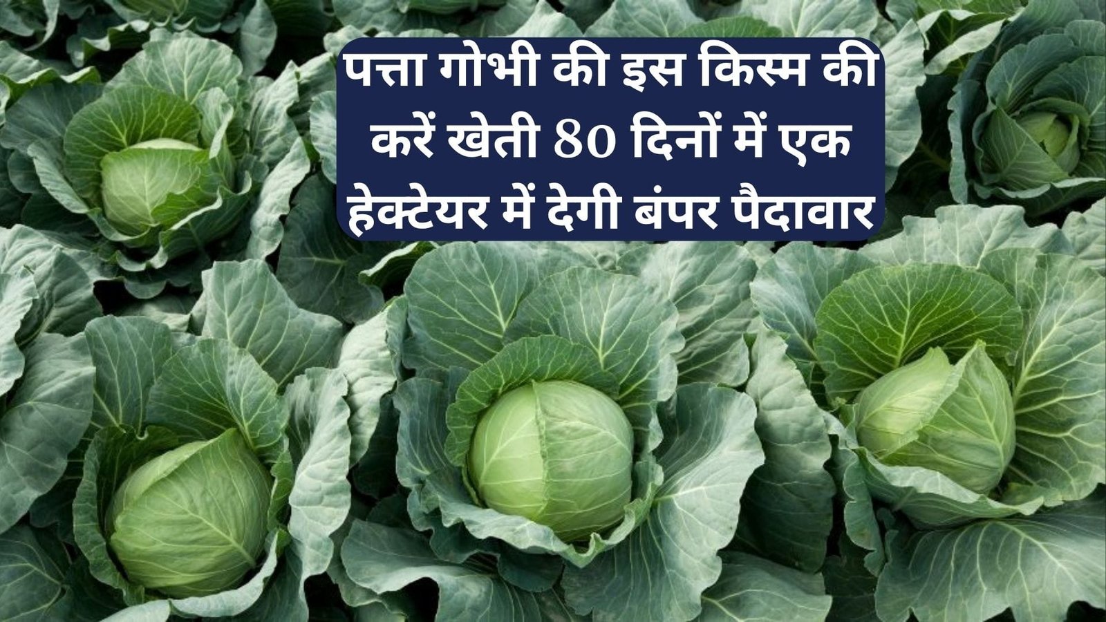 पत्ता गोभी की इस किस्म की करें खेती, 80 दिनों में होगी तैयार एक हेक्टेयर में देगी बंपर पैदावार खेती से आएंगे लाखों रूपए, जाने नाम