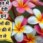 बरसात में इन फूलों को कटिंग से लगाए