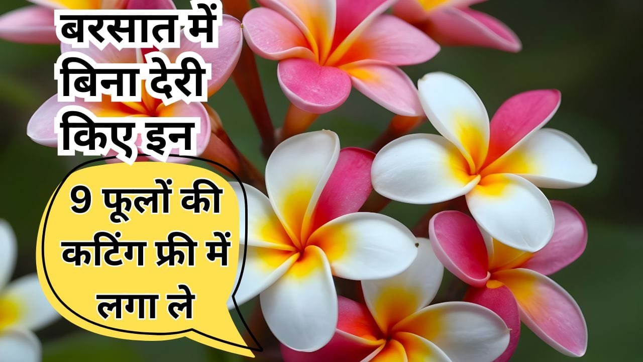बरसात में इन फूलों को कटिंग से लगाए