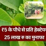 इस फल की खेती में किसान को मुनाफा
