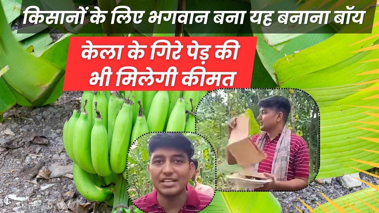 केला के गिरे पेड़ की मिलेगी कीमत