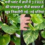 Gardening tips: मनी प्लांट में डालें ये 3 FREE की पावरफुल चीजें, तेजी से बढ़ेगी बेल बरसात में खूब निकलेंगी नई-नई पत्तियां, जाने नाम