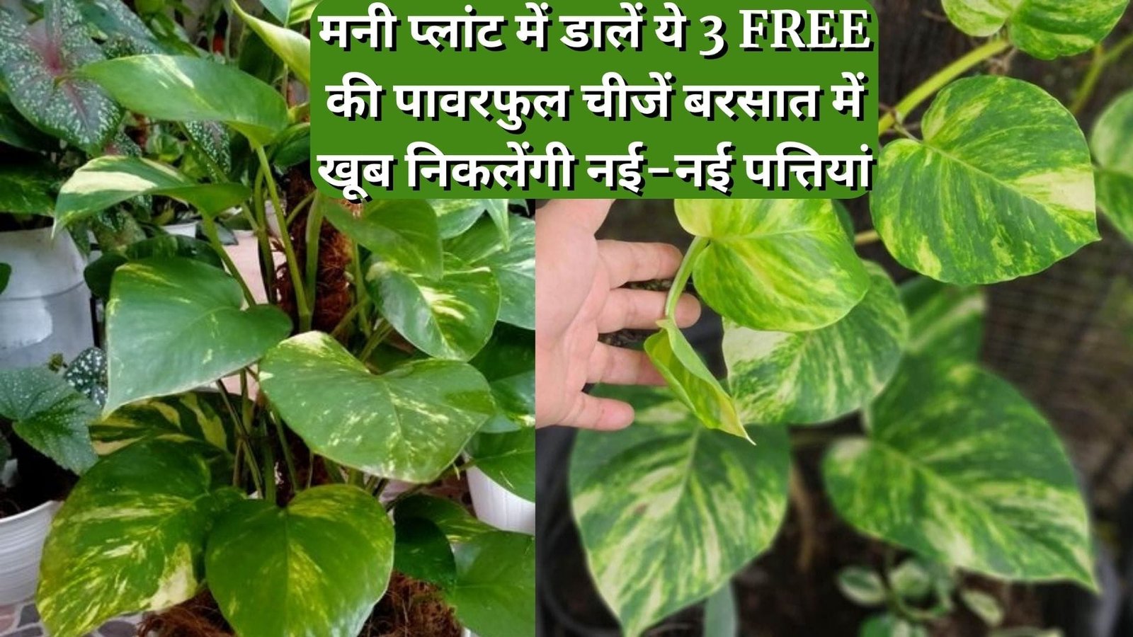 Gardening tips: मनी प्लांट में डालें ये 3 FREE की पावरफुल चीजें, तेजी से बढ़ेगी बेल बरसात में खूब निकलेंगी नई-नई पत्तियां, जाने नाम