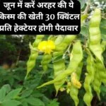 जून के अंतिम में करें अरहर की ये किस्म की खेती, 30 क्विंटल प्रति हेक्टेयर होगी पैदावार मार्केट में सालभर रहती है खूब डिमांड, जाने नाम