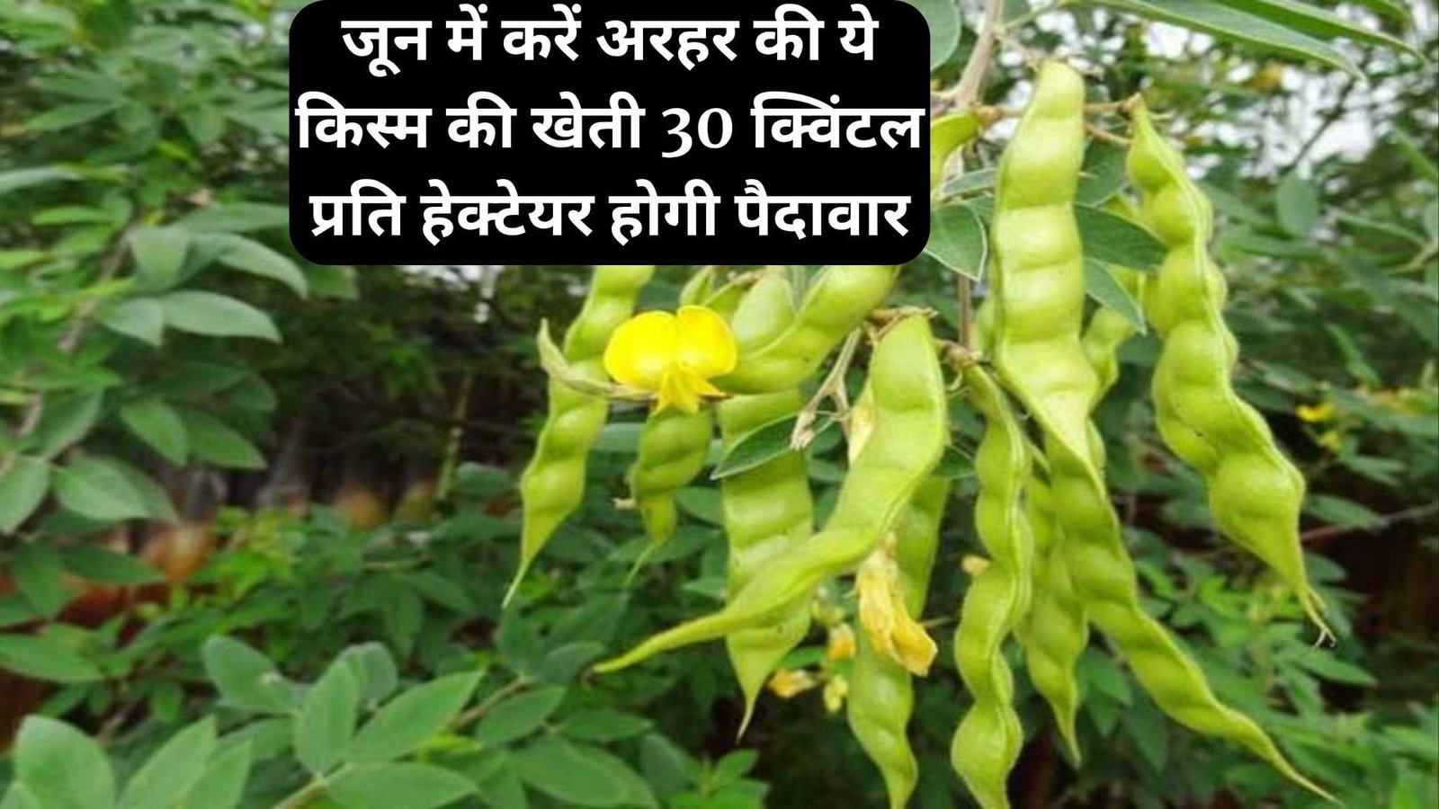जून के अंतिम में करें अरहर की ये किस्म की खेती, 30 क्विंटल प्रति हेक्टेयर होगी पैदावार मार्केट में सालभर रहती है खूब डिमांड, जाने नाम