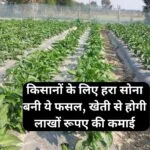 बरसात में किसानों के लिए हरा सोना बनी ये फसल, खेती से होगी लाखों रूपए की कमाई मार्केट में है खूब तगड़ी डिमांड, जाने नाम