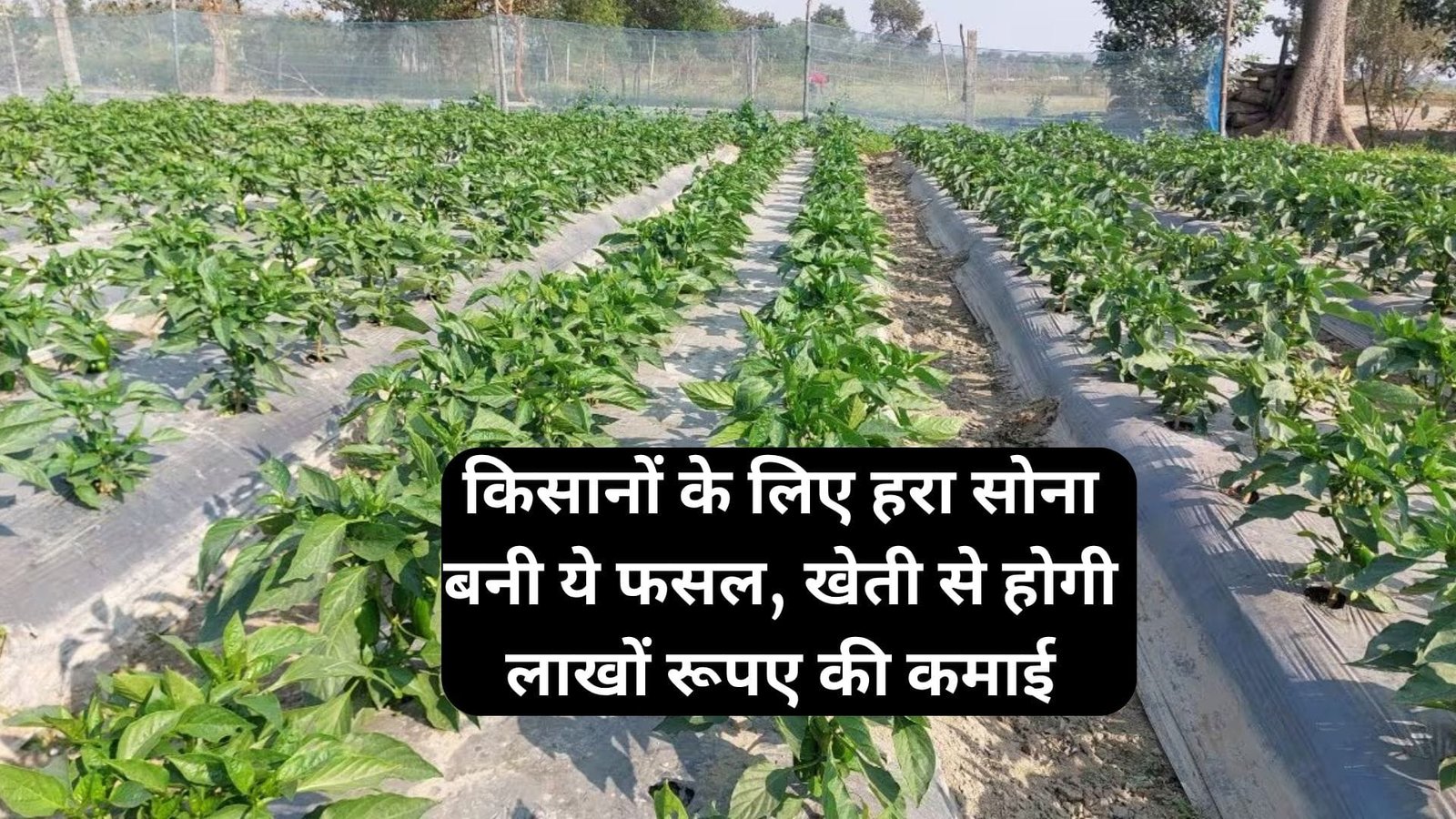 बरसात में किसानों के लिए हरा सोना बनी ये फसल, खेती से होगी लाखों रूपए की कमाई मार्केट में है खूब तगड़ी डिमांड, जाने नाम